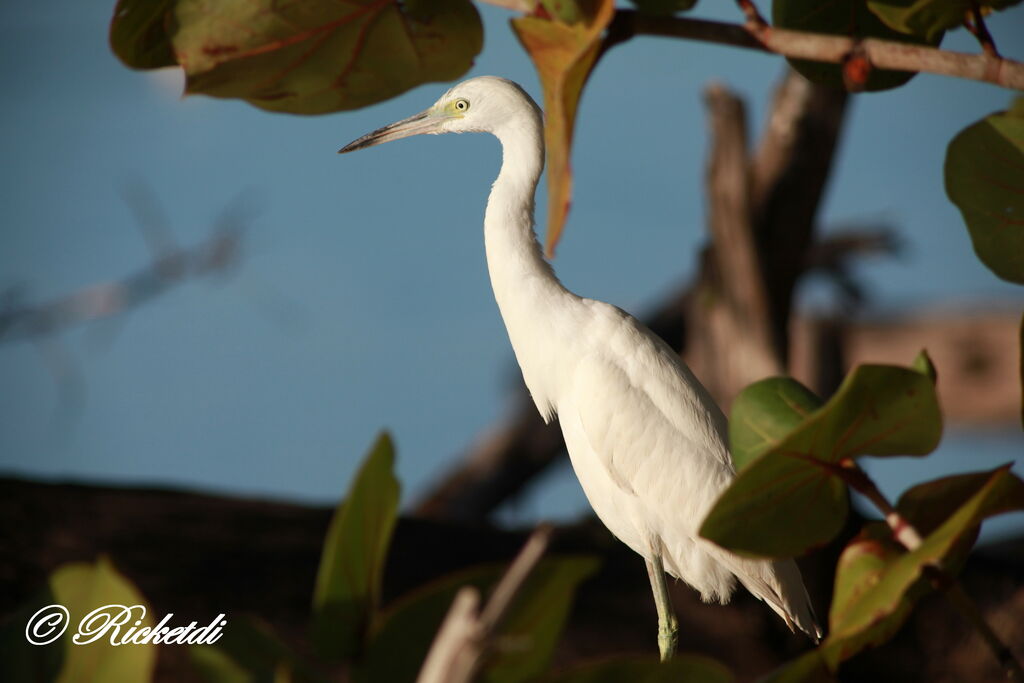 Aigrette bleuejuvénile