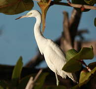 Aigrette bleue