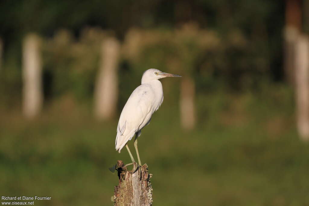 Aigrette bleue