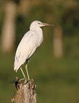 Aigrette bleue