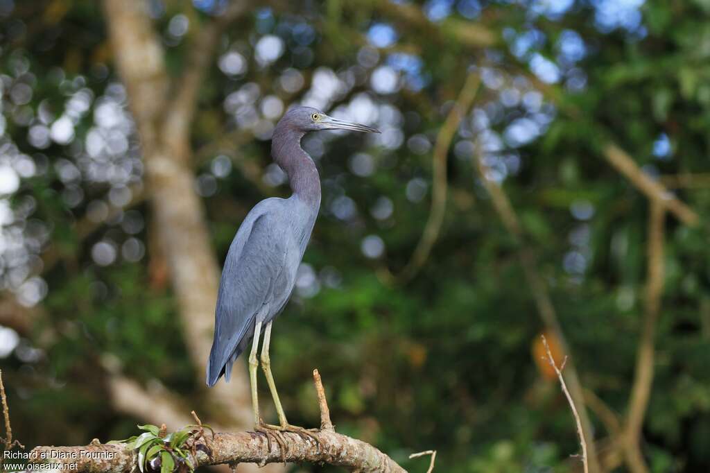 Aigrette bleueadulte, identification