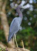 Aigrette bleue