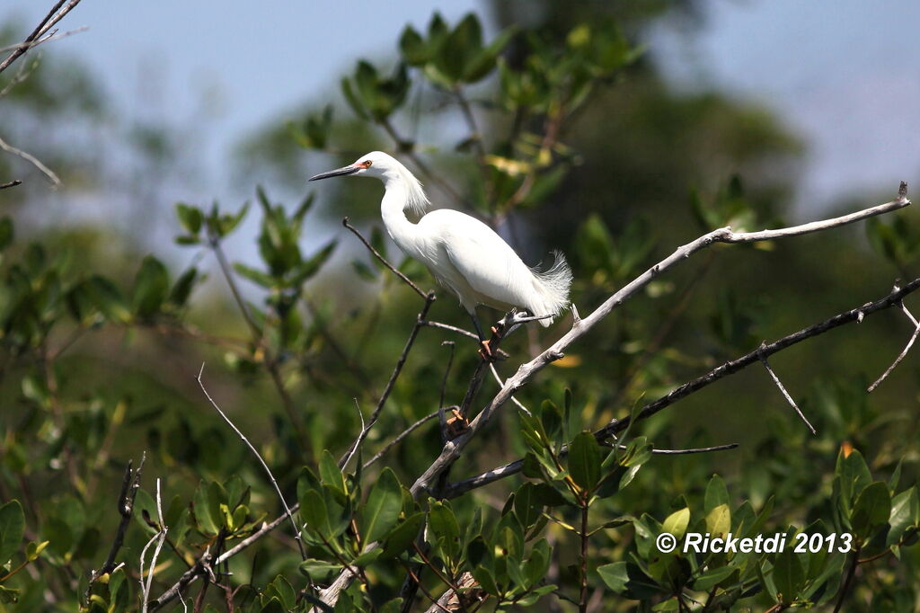 Aigrette neigeuse