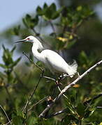 Snowy Egret