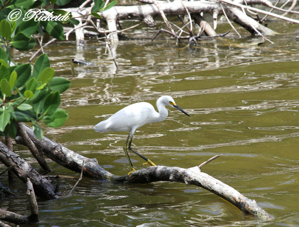 Aigrette neigeuse