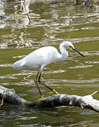 Aigrette neigeuse