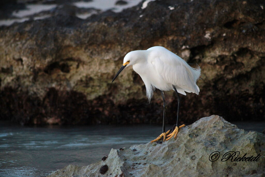 Snowy Egret