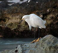 Snowy Egret