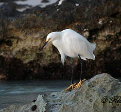 Aigrette neigeuse