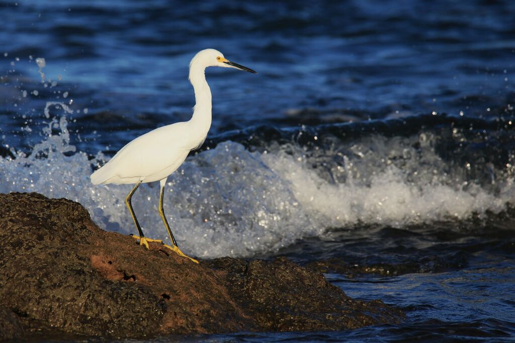 Snowy Egret