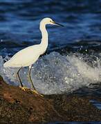 Snowy Egret