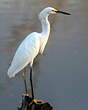 Aigrette neigeuse