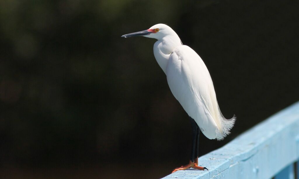 Snowy Egret