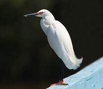 Snowy Egret