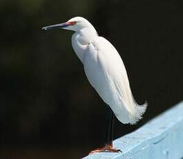 Aigrette neigeuse