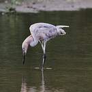 Aigrette roussâtre