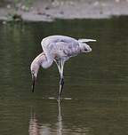 Aigrette roussâtre