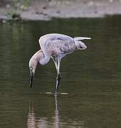 Reddish Egret