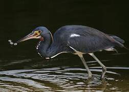 Tricolored Heron