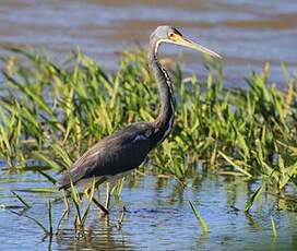 Aigrette tricolore