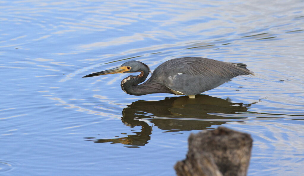 Tricolored Heron