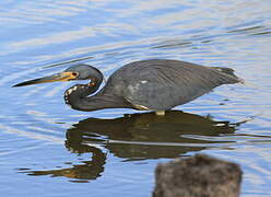 Tricolored Heron