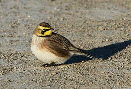 Horned Lark