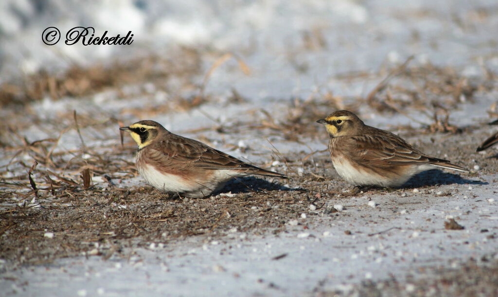 Horned Lark