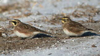 Horned Lark