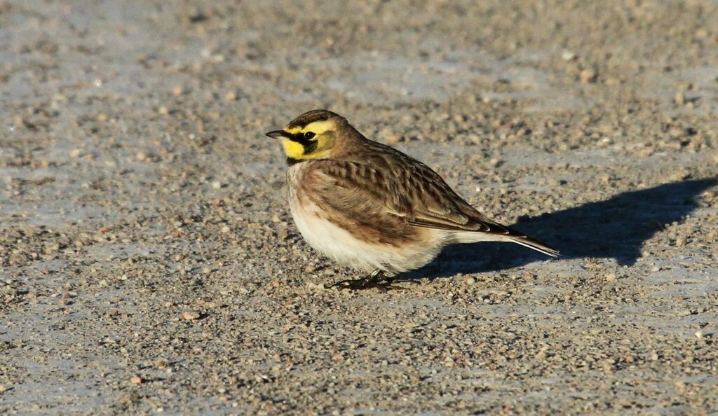 Horned Lark