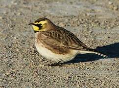 Horned Lark