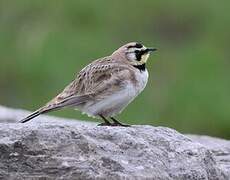 Horned Lark