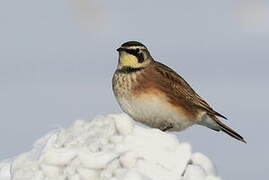 Horned Lark