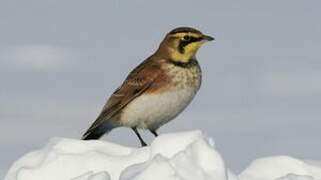 Horned Lark