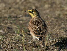 Horned Lark