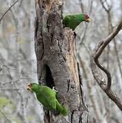 White-fronted Amazon