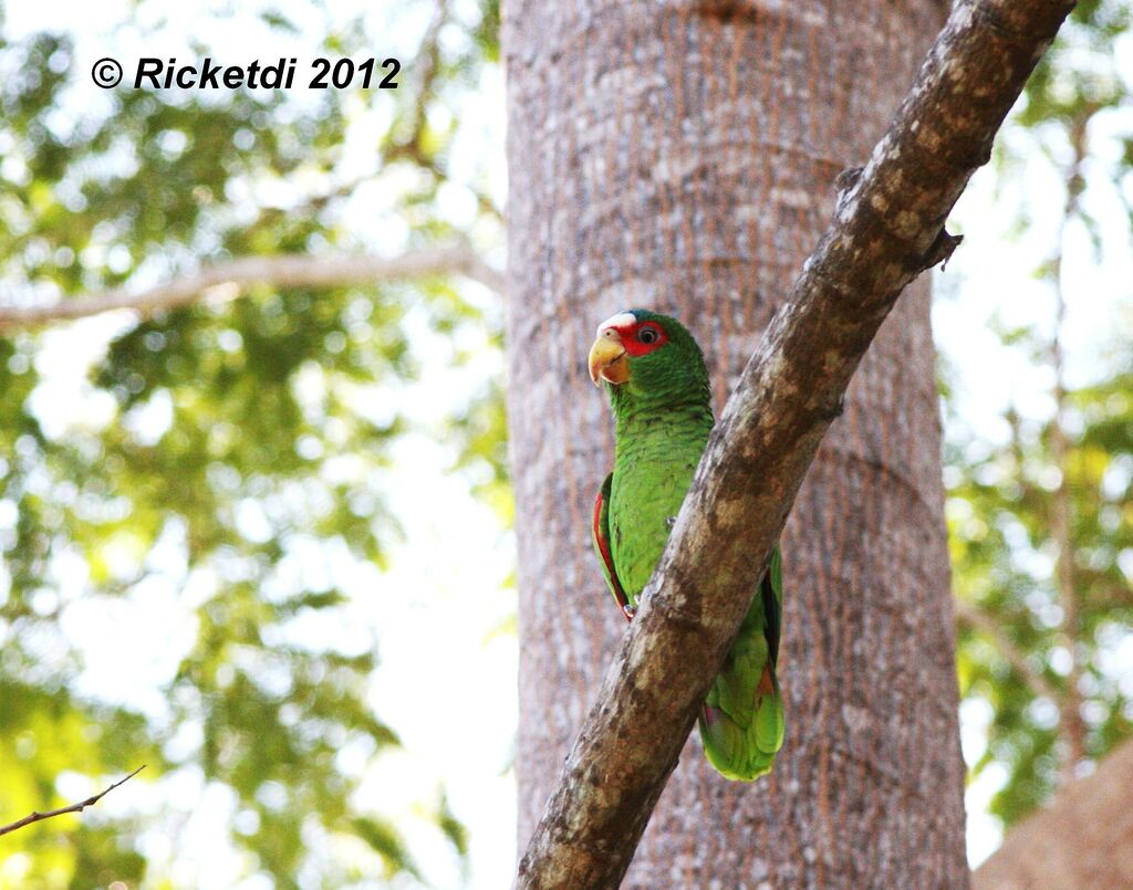 White-fronted Amazon