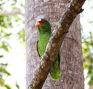 White-fronted Amazon