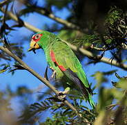 White-fronted Amazon