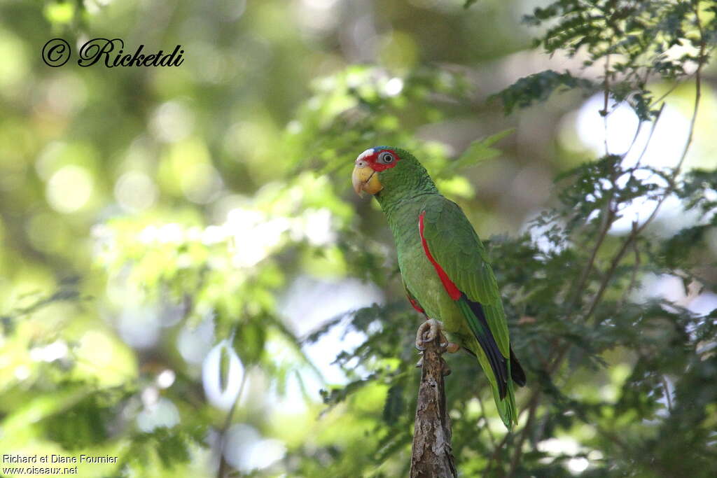 White-fronted Amazon, identification