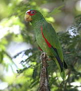 White-fronted Amazon