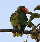 Amazone du Yucatan