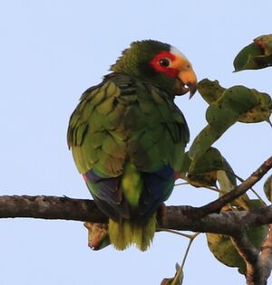 Amazone du Yucatan