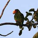 Amazone du Yucatan