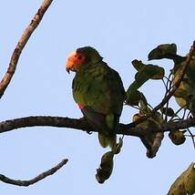 Amazone du Yucatan