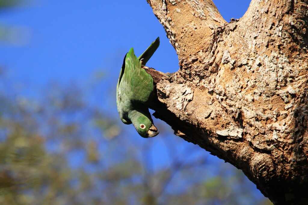 Amazone poudrée