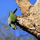 Amazone poudrée