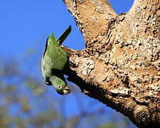 Southern Mealy Amazon