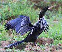 Anhinga