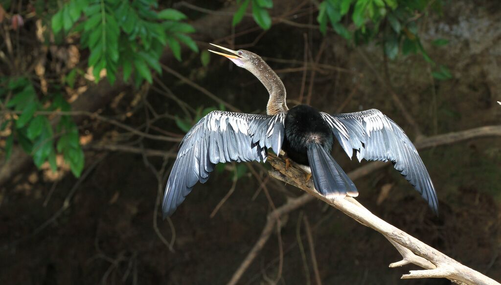 Anhinga d'Amérique femelle